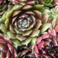 Sempervivum