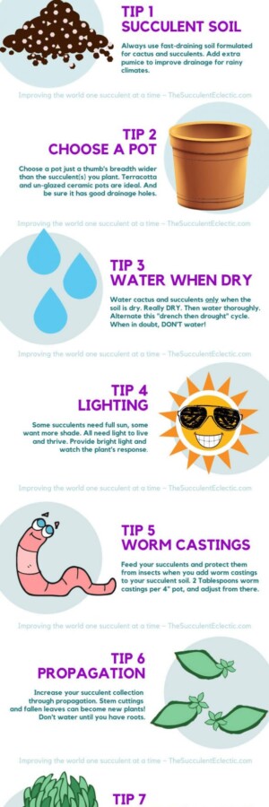7 Succulent Tips for Beginners Infographic