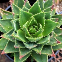 Aloe Aloe