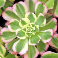 Aeonium Aeonium