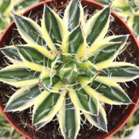 Agave Agave