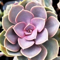 Echeveria Rosette succulent Echeveria