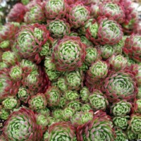 Prometheum Rosette Succulent Prometheum
