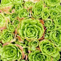 Rosularia Rosularia