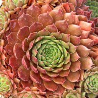 Sempervivum Sempervivum