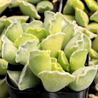 Adromischus cristatus - Crinkle-Leaf Plant Adromischus cristatus - Crinkle-Leaf Plant