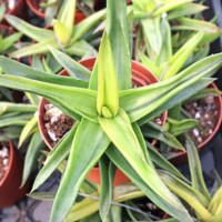 Alworthia pentagona f. variegata Alworthia pentagona f. variegata