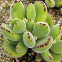 Cotyledon tomentosa - Bear's Paw Cotyledon tomentosa - Bear's Paw