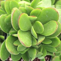 Crassula 'Money Maker' Crassula 'Money Maker'