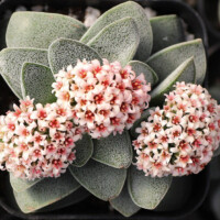 Crassula 'Morgan's Pink' Crassula 'Morgan's Pink'