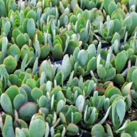 Crassula arborescens 'Blue Hale' Jade Crassula arborescens 'Blue Hale' Jade