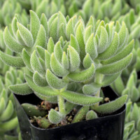 Crassula mesembryanthemoides Crassula mesembryanthemoides