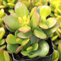 Crassula ovata 'Baby Jade' Crassula ovata 'Baby Jade'