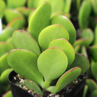 Crassula ovata - Classic Jade Crassula ovata - Classic Jade