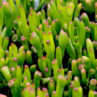 Crassula ovata 'Gollum' Jade Crassula ovata 'Gollum' Jade