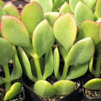 Crassula ovata 'Obliqua' Crassula ovata 'Obliqua'