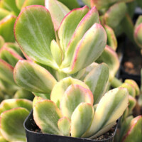Crassula ovata 'Tricolor' - Jade Plant Crassula ovata 'Tricolor' - Jade Plant