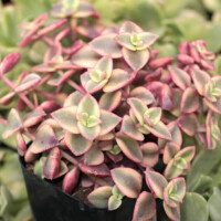 Crassula pellucida f. variegata - Calico Kitten Crassula pellucida f. variegata - Calico Kitten