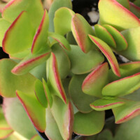 Crassula pubescens ssp. radicans - Large Red Carpet Stonecrop Crassula pubescens ssp. radicans - Large Red Carpet Stonecrop