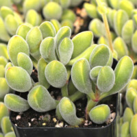 Crassula rogersii Crassula rogersii