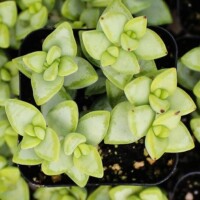 Crassula rupestris Crassula rupestris