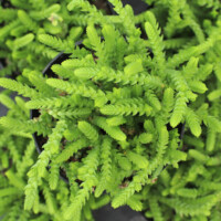 Crassula muscosa - Watch Chain Crassula muscosa - Watch Chain