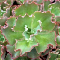 Echeveria 'Giant Blue' Echeveria 'Giant Blue'