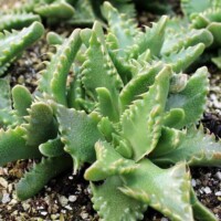 Faucaria felina - Tiger Jaws Faucaria felina - Tiger Jaws