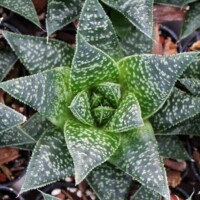 Gasteraloe 'Flow' Gasteraloe 'Flow'