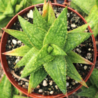 Gasteraloe 'Green Gold' Gasteraloe 'Green Gold'