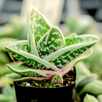 Gasteraloe 'Green Ice' Gasteraloe 'Green Ice'