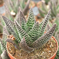 Gasteraloe 'Royal Highness' Gasteraloe 'Royal Highness'