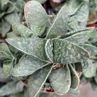 Gasteria 'Green Dragon' Gasteria 'Green Dragon'