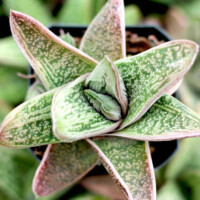 Gasteria 'Little Warty' Gasteria 'Little Warty'