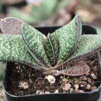 Gasteria 'Purple Dragon' Gasteria 'Purple Dragon'