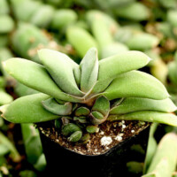 Gasteria glomerata - Ox Tongue Gasteria glomerata - Ox Tongue