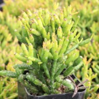 Hatiora salicornioides - Dancing Bones Cactus Hatiora salicornioides - Dancing Bones Cactus