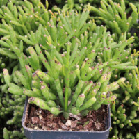 Hatiora salicornioides - Dancing Bones Cactus Hatiora salicornioides - Dancing Bones Cactus