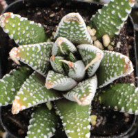 Haworthia attenuata 'Super White' Haworthia attenuata 'Super White'