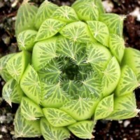 Haworthia cooperi Haworthia cooperi