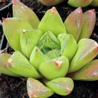 Haworthia cuspidata Haworthia cuspidata