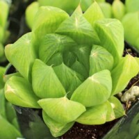 Haworthia cymbiformis var. incurvula Haworthia cymbiformis var. incurvula