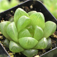 Haworthia cymbiformis var. obtusa Haworthia cymbiformis var. obtusa