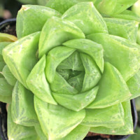 Haworthia cymbiformis var. reddii Haworthia cymbiformis var. reddii