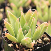 Haworthia cymbiformis var. setulifera Haworthia cymbiformis var. setulifera