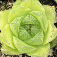 Haworthia cymbiformis Haworthia cymbiformis