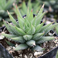 Haworthia fasciata f. sparsa Haworthia fasciata f. sparsa