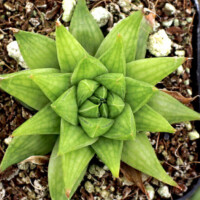 Haworthia marumiana var. batesiana Haworthia marumiana var. batesiana
