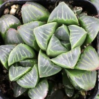 Haworthia mutica Haworthia mutica