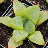 Haworthia retusa Haworthia retusa